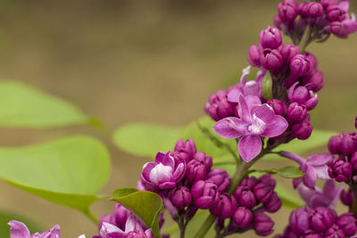 Close-up of pink flowering plant