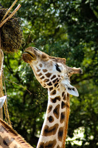 Low angle view of giraffe eating amongst trees