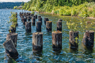 Wooden posts in river