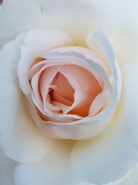 Close-up of white rose