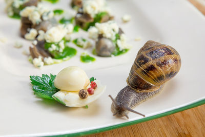 Close-up of snail on plate