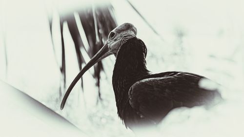 Close-up of bird