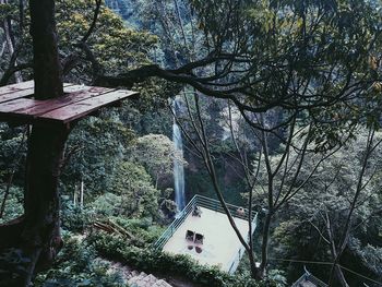 Trees in forest