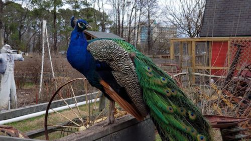 Peacock on a tree