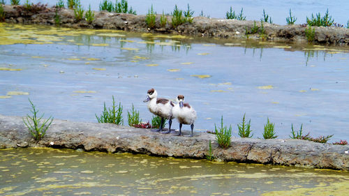 Swans on lake by rocks