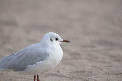 Close-up of bird perching outdoors