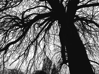 Low angle view of bare trees against sky