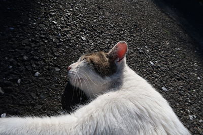 Close-up of cat