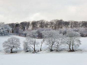 Bare trees on snowy field against sky during winter