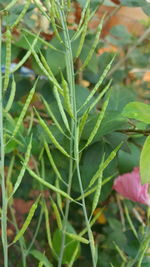 Close-up of fresh green plant