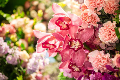 Close-up of pink flowering plant