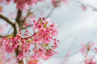 Close-up of pink cherry blossom