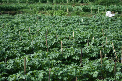 Plants growing on field