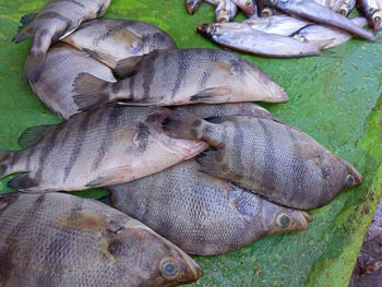 High angle view of dead fish