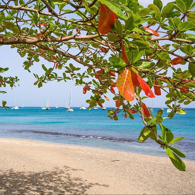 sea, beach, leaf, horizon over water, tree, growth, beauty in nature, nature, water, sand, tranquility, shore, palm tree, tranquil scene, scenics, sky, plant, sunlight, clear sky, day