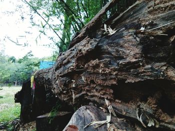 Close-up of tree trunk amidst plants in forest