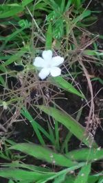 Close-up of white flower