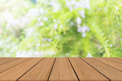 Close-up of empty bench against plants