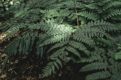 High angle view of fern leaves on tree