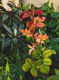 Close-up of red flowering plant