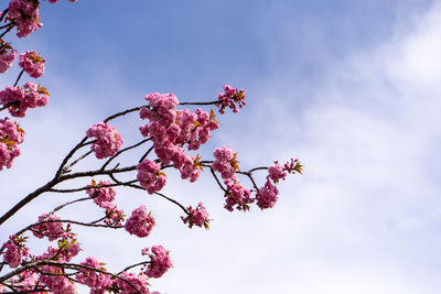 Low angle view of pink cherry blossoms against sky