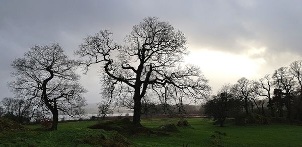 Bare trees on field against sky