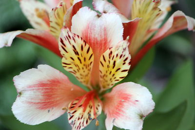 Close-up of fresh pink flower