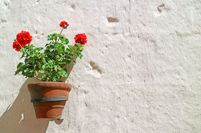Potted red begonia blossoming on white  stone wall inside santa catalina monastery, arequipa, peru