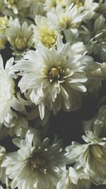 Close-up of white flowers