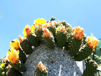 Low angle view of prickly pear cactus against sky