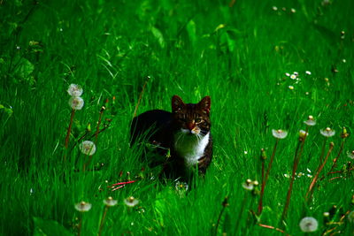 Cat in a field