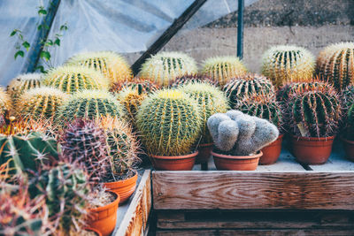 Close-up of cactuses