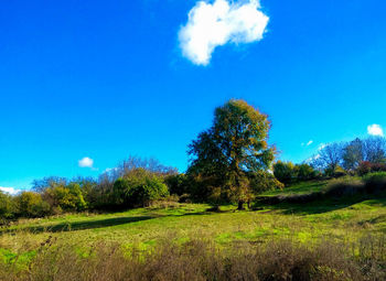 Trees against blue sky