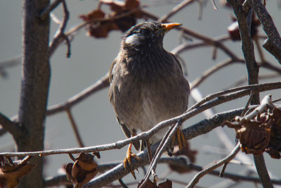 Low angle view of bird perching on branch