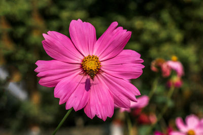 Close-up of pink cosmos flower