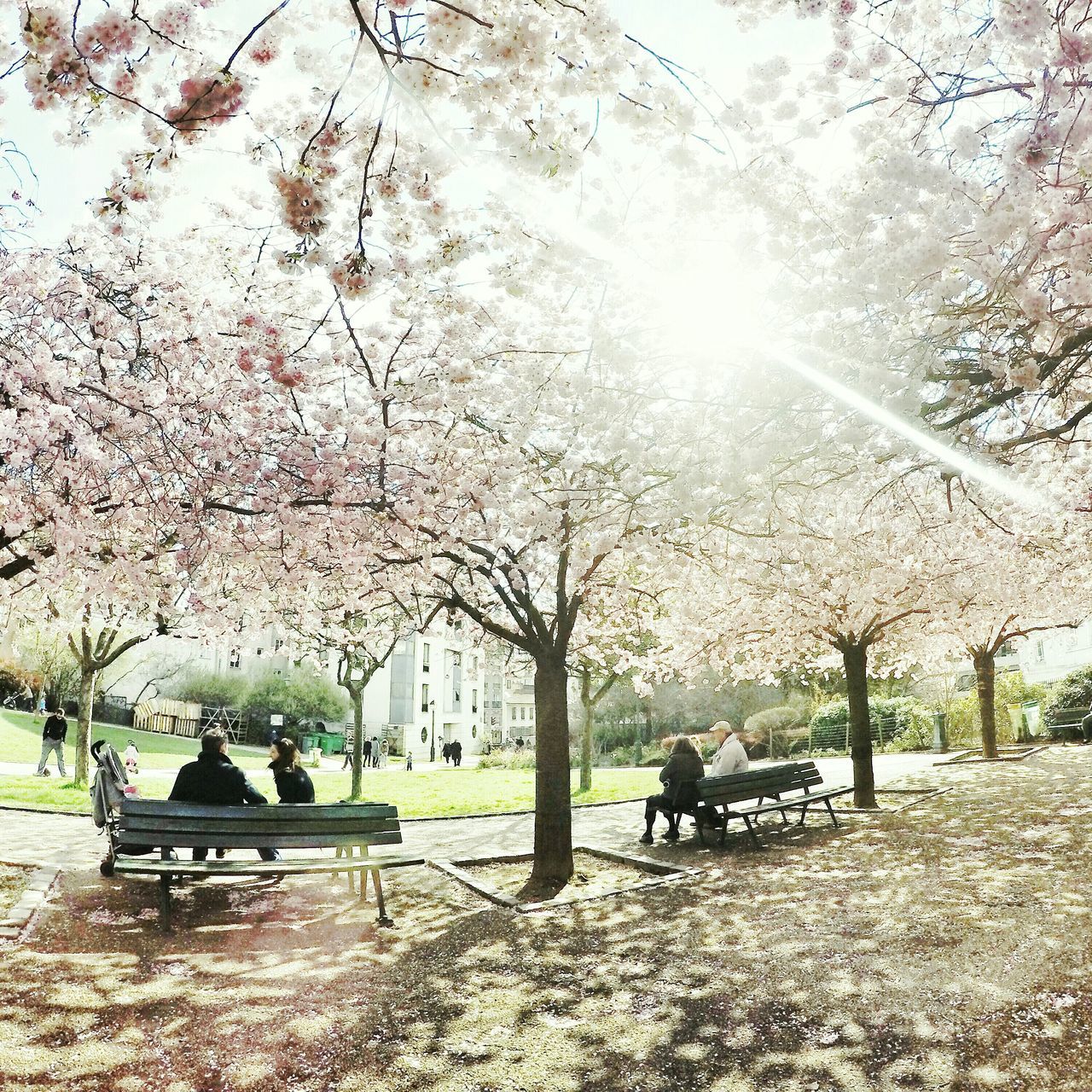 men, tree, lifestyles, person, leisure activity, sunlight, sitting, park - man made space, medium group of people, built structure, bench, building exterior, architecture, day, rear view, sunbeam, nature, outdoors