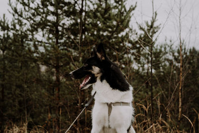 Dog looking away on field