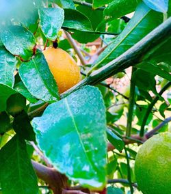 Close-up of fruit growing on tree