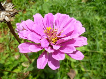 Close-up of bee on flower