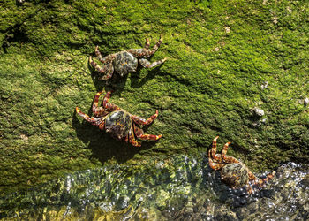 High angle view of crabs on rock