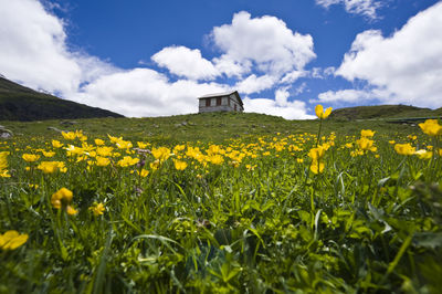 View of oilseed rape field against cloudy sky