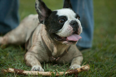 Close-up of dog sitting on grass