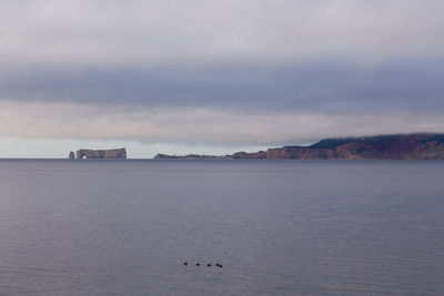 Seabirds floating in the bay and the percé village cliffs and famous rock seen during a misty day