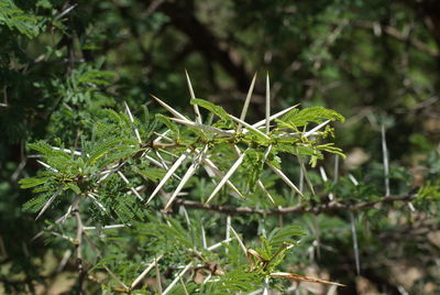Close-up of wet plant on field