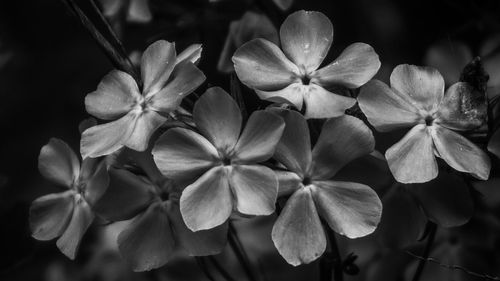 Close-up of flowers against blurred background