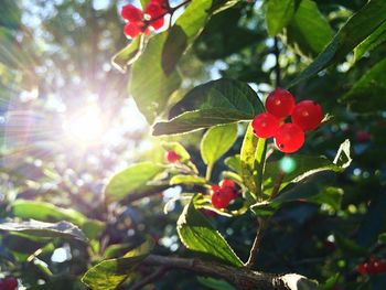 Close-up of red leaves on tree