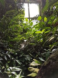 Low angle view of plants against trees