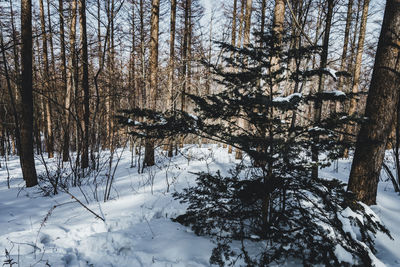 Trees on snow covered field during winter