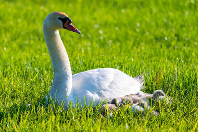 Close-up of swan on grass