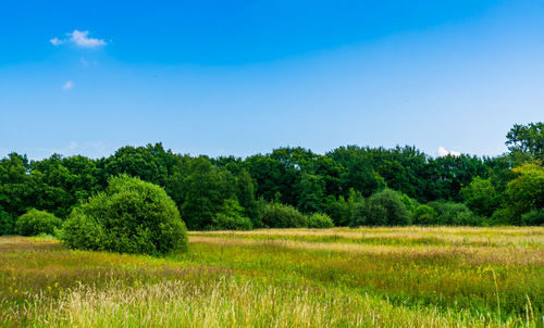 Scenic view of trees on field against clear sky